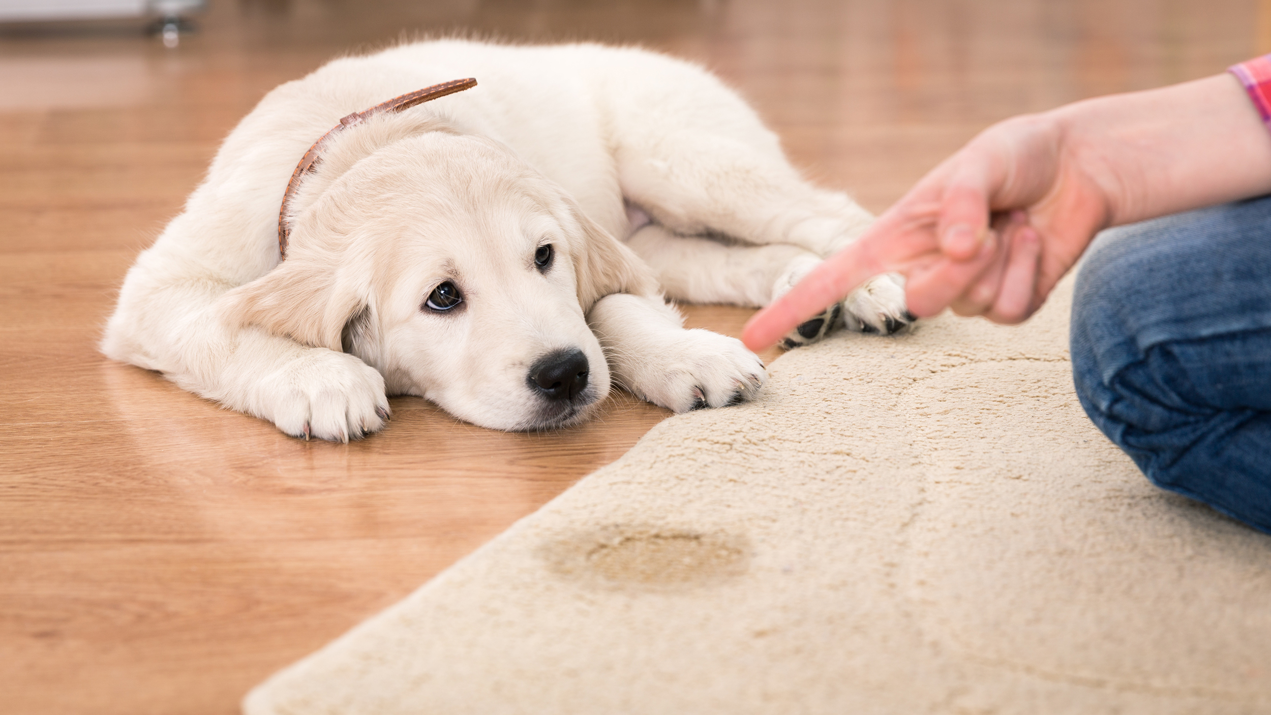 Educação sanitária para cães