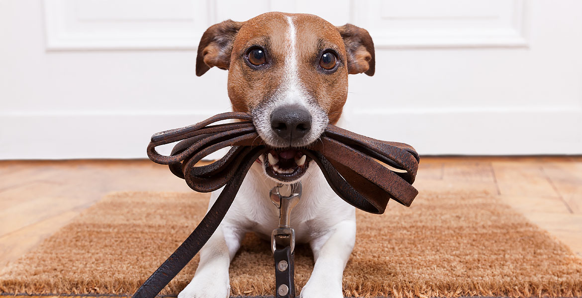 Coleiras para cães